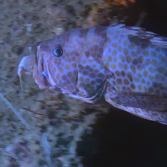 ギャラリー